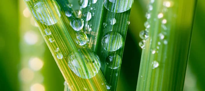 Close view of dew gathered on healthy grass blades